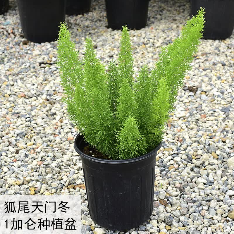 采缇(caiti)狐尾天门冬盆栽窗台阳台庭院耐热观叶植物四季常青多年生