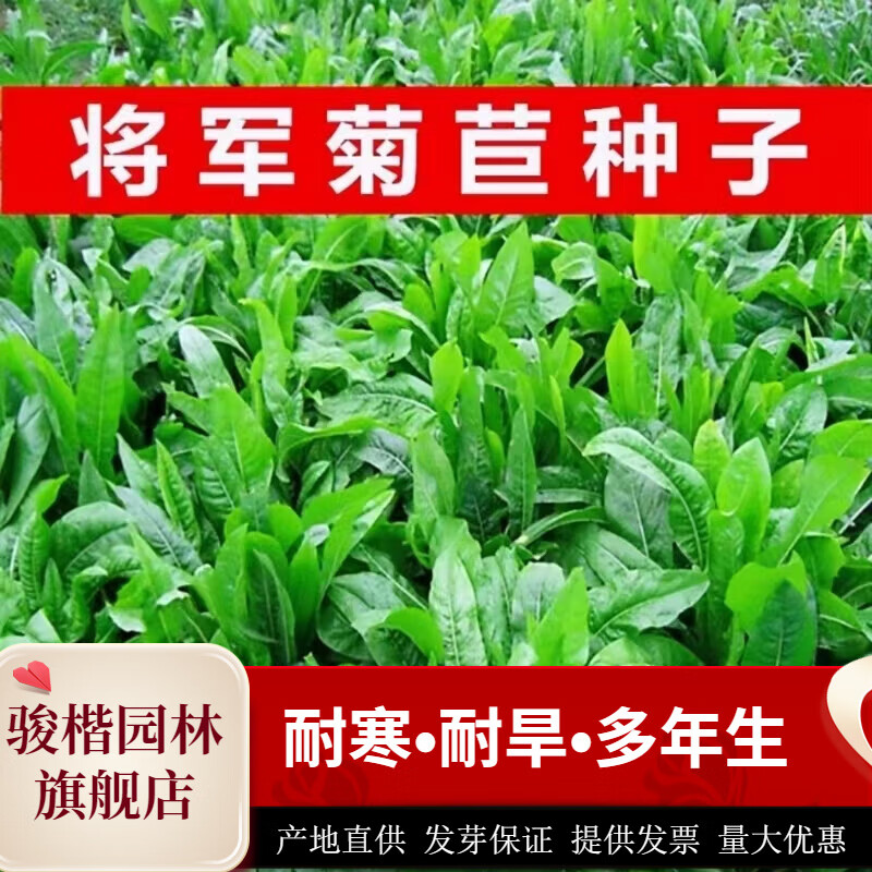 駿楷園林進(jìn)口牧草種子多年生黑麥草魚草四季可種耐寒養(yǎng)殖雞鴨鵝豬牛羊種籽 將軍菊苣凈籽種子1斤