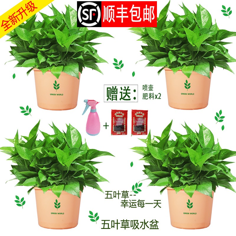盆栽室内花卉绿植绿箩水养花卉盆景桌面办公客厅水培大叶绿色萝植物四