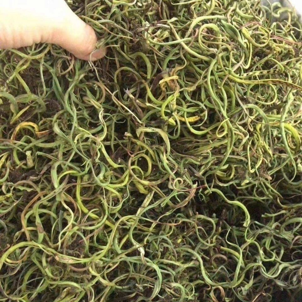 北京同仁堂原料肾精茶 化华石草 小石韦野生化hua石草内廷上用 250克