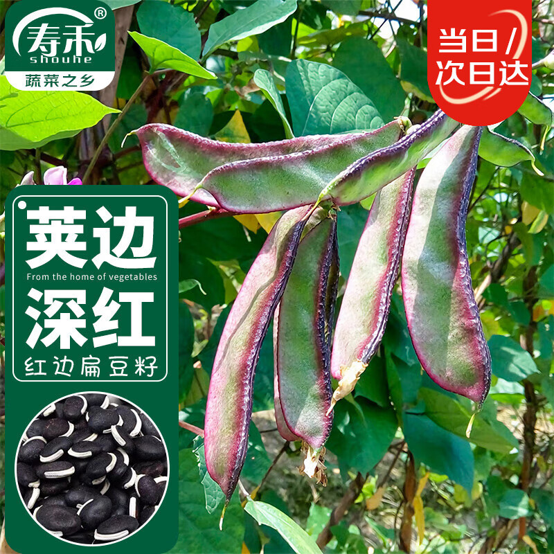 寿禾 扁豆种子早熟菜豆蔬菜扁豆角种籽 潍育系列易刀红边扁豆种子10g