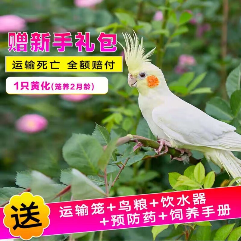 玄凤鹦鹉活体幼鸟观赏鸟宠物家养宠物活体虎皮鹦鹉牡丹鸟活物黄桃珍珠