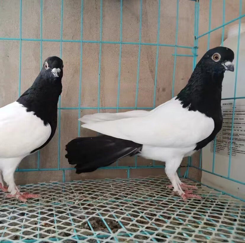 鸽子活一对观赏鸽凤尾摩登那点子两头乌淑女种鸽大全物短嘴体成年