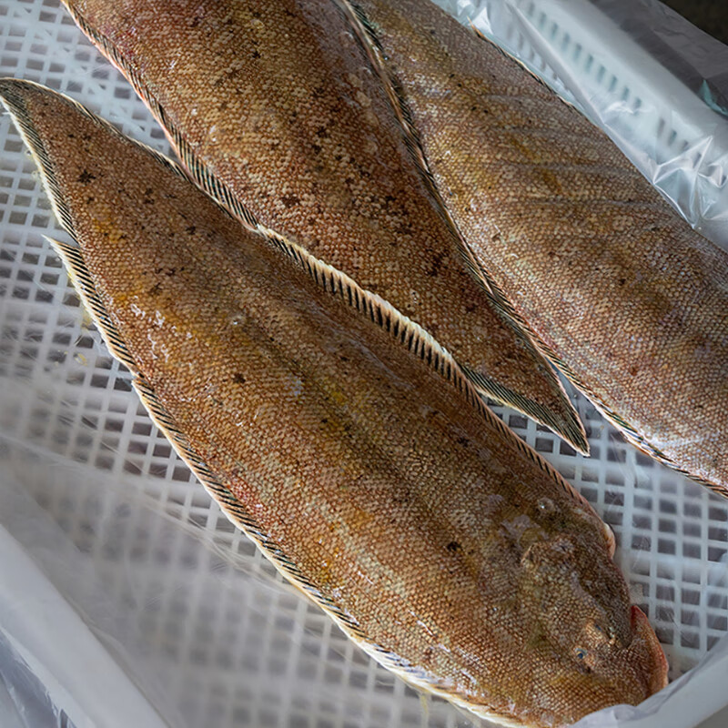 航海猫 东山海捕龙利鱼 新鲜利眼鱼无刺踏板鱼牛舌鱼宝宝海鱼 海鲜