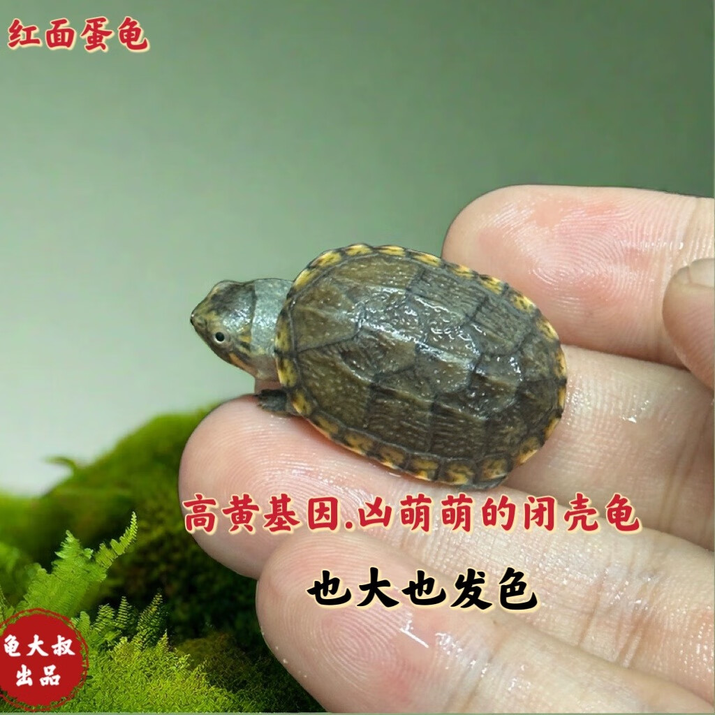 红面蛋龟小型龟红面苗闭壳的深水龟活体宠物龟招财龟网红龟观赏龟 红