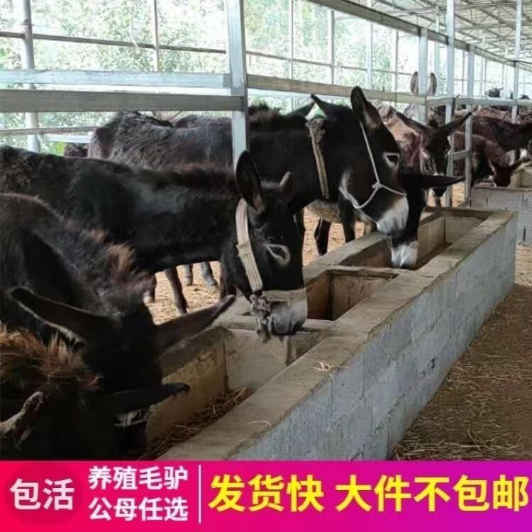 穗桓观赏改良育肥肉驴德州毛驴养殖肉驴小毛驴幼崽养殖活 四个月小毛驴