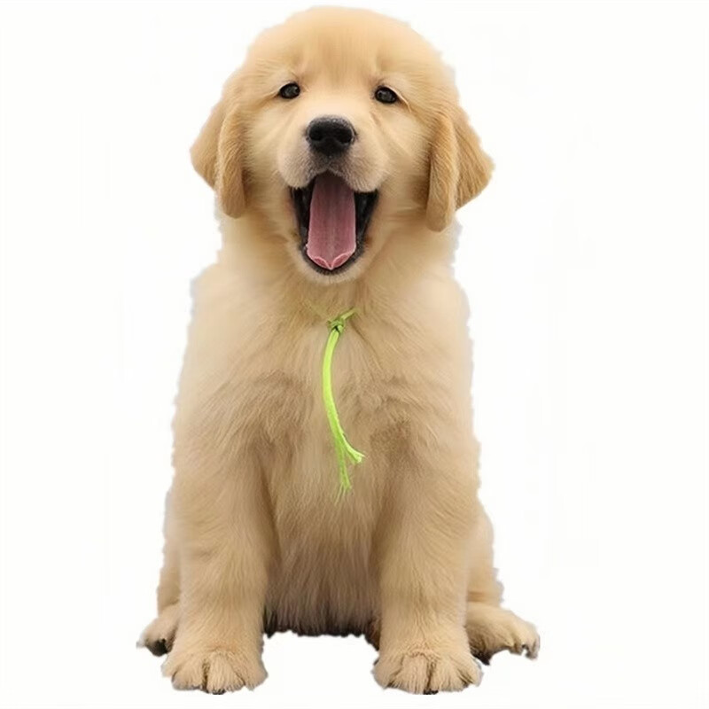 桓瑞宠物纯种金毛幼犬活体导盲犬幼崽家养金毛犬宠物狗狗犬舍直销保