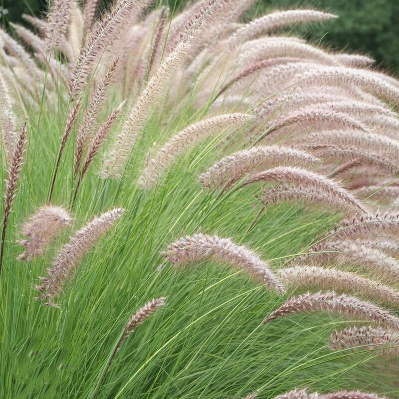 裴鲜 观赏狼尾草种子 紫穗白穗狼尾草 庭院护坡四季景观花海草种子 紫