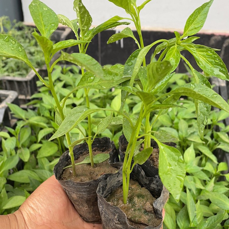 凤鸣雅世无辣味辣椒苗子四季阳台菜苗夏季秧苗孑秧基地大田种植青椒苗