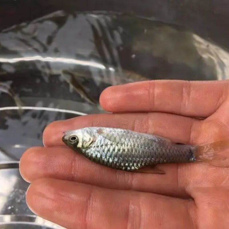 批发淡水优质凤仙子青竹鲤鱼苗倒刺鲃红脸冷水鱼可养殖食用保活包邮 5