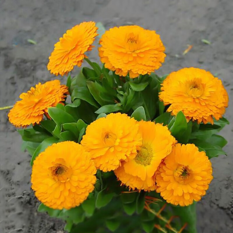 绿韵花田【两小时达】金盏菊盆栽苗花朵花卉花园景观阳台好养易活