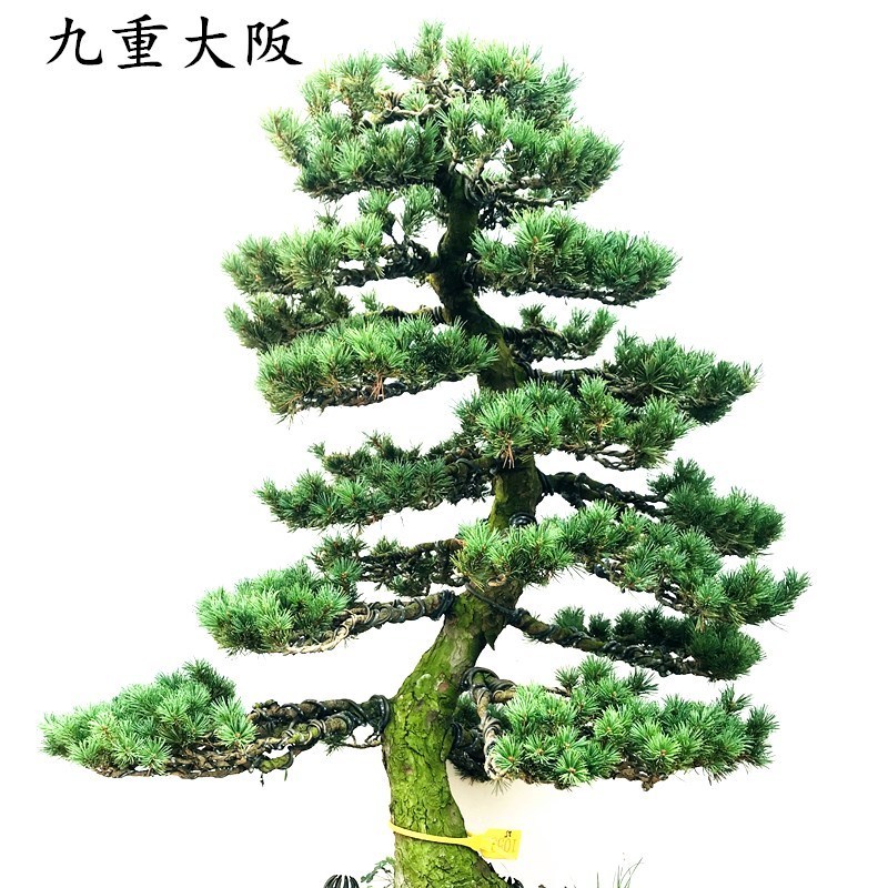 盆景九重大阪松高杆文人造型名贵品种五针松黑松杜鹃真柏阳台 乳白色