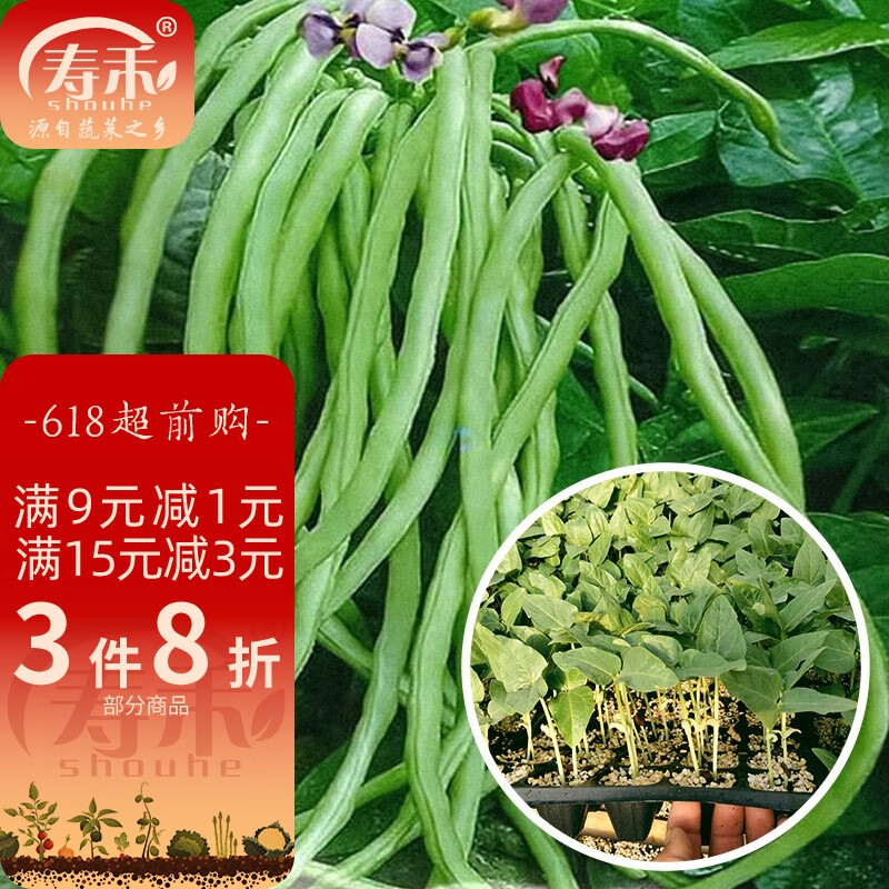 寿禾 豆角苗长豇豆种子架豆四季春冬季豆蔬菜苗寿光菜苗带土秧苗苗子