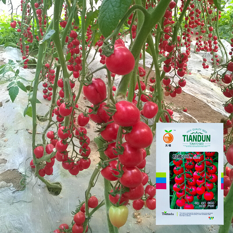 小西红柿种籽抗TY病毒粉果圣女果籽高产粉娜198粉红樱桃番茄种子 粉娜198原装1000粒 抗TY无限生长