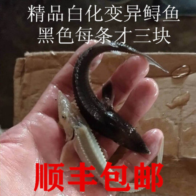 荣郁观赏鱼鲟鱼苗活体鱼缸吃粪便冷水清洁鱼鲟龙淡水鱼王 鲟鱼变异