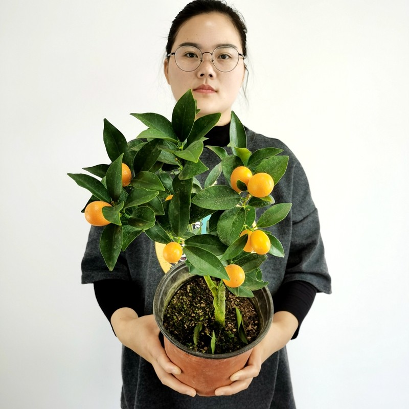 金桔树苗带果滑皮脆蜜桔子苗可食用橘子室内外盆栽植物易成活四季常青 3年苗一颗