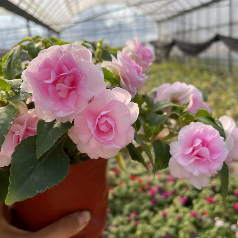 凤仙花盆栽水梅花苗重瓣非洲重瓣凤仙花盆栽阳台花卉多年生开花带花