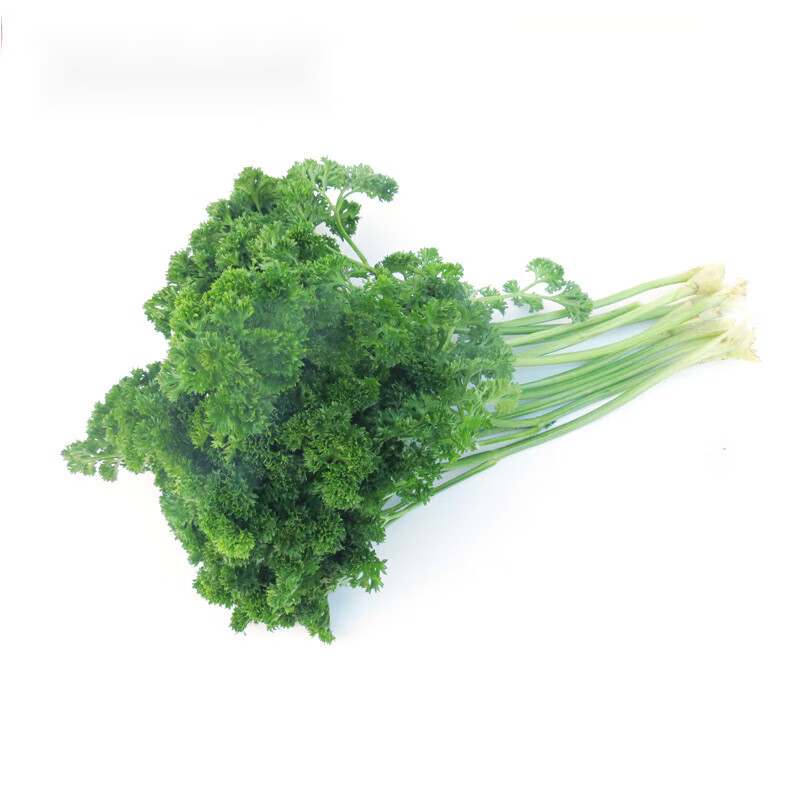生果乐荷兰芹新鲜西餐 反西蕃茜洋芫荽法香 250g