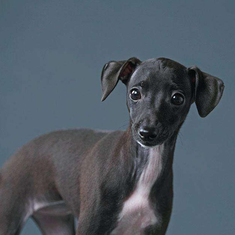 优宠奇派纯种宠物狗狗灵缇细犬猎犬灵缇犬幼犬幼崽 宠物级 公