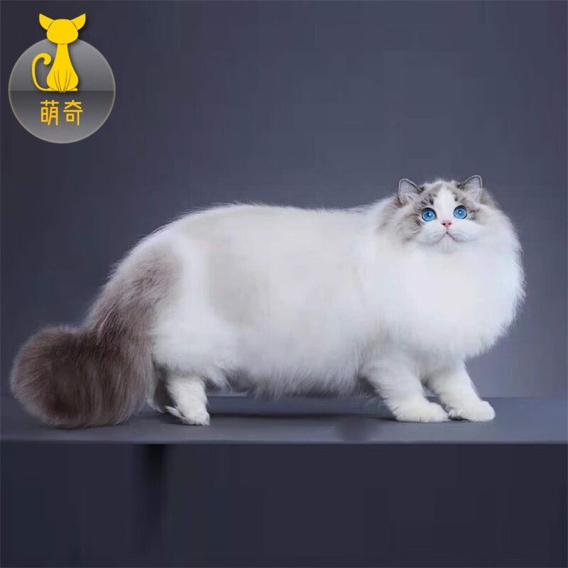 祥记萌奇布偶猫幼猫活体幼崽纯种仙女猫波斯系长毛猫蓝眼睛海双蓝双宠物猫 赛级属于什么档次？