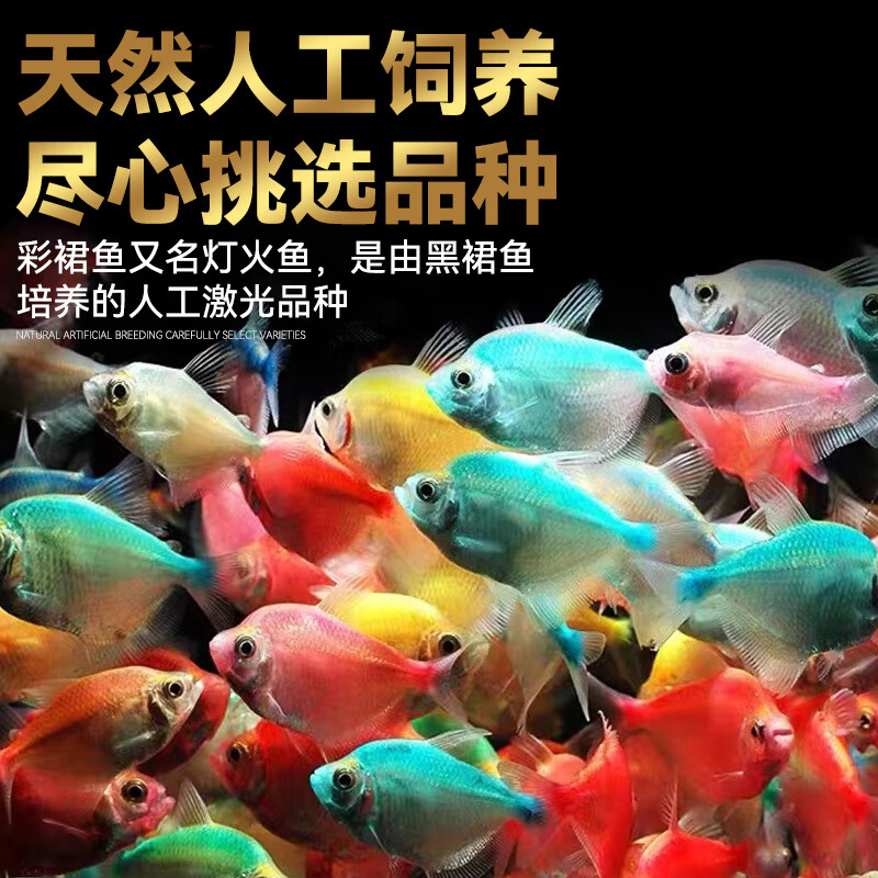 五彩裙鱼天使鱼观赏鱼淡水好养易活群游彩裙鱼热带斑马鱼 彩群鱼3条