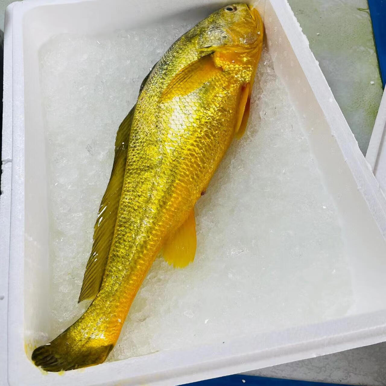 南麂岛海鲜：鲜美独特，不容错过的海洋珍馐