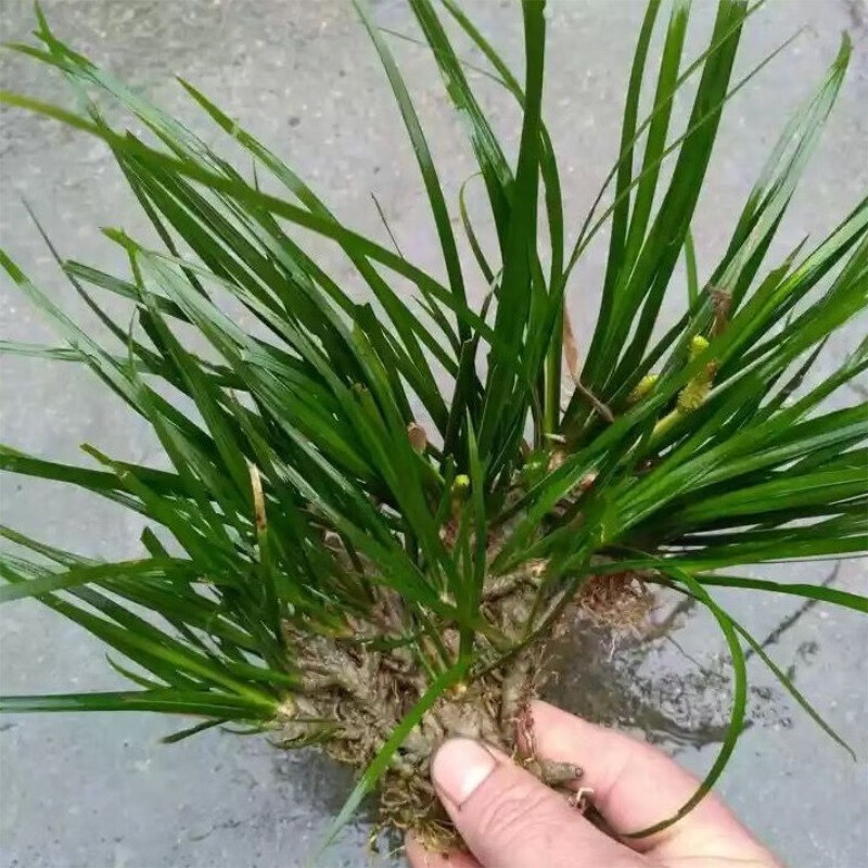 石菖蒲水培盆景鱼龟缸造景生养挺水活花草水养盆栽绿植物 菖蒲10-15苗