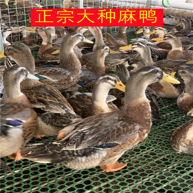 麦基乐麻鸭苗活苗青头鸭苗小苗苗大种杂交鸭苗蛋鸭苗黄麻鸭苗活体