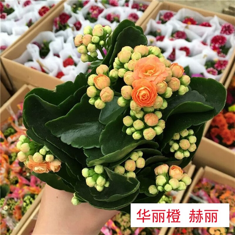 名贵长寿花稀有大花巴黎长寿花复色大鹏达科塔盖茨安娜公主 种华丽橙