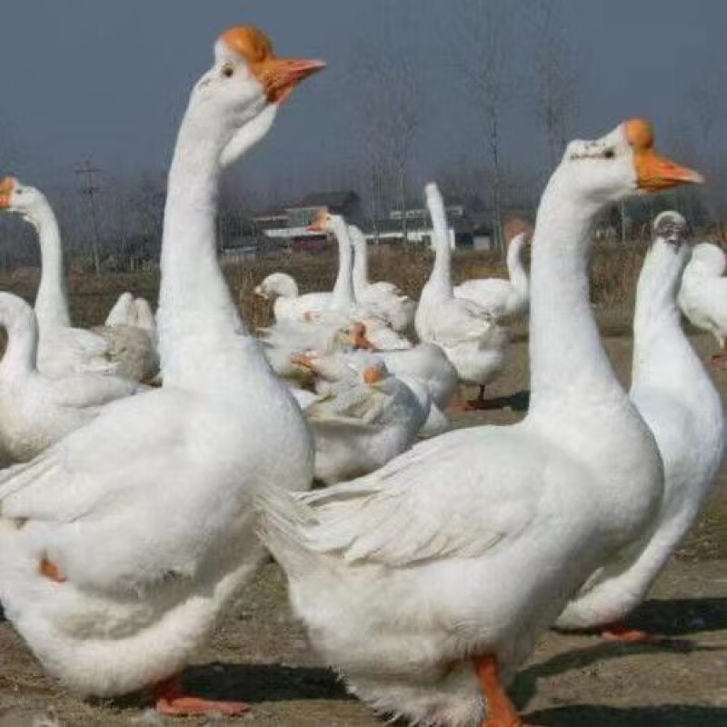 大白鹅产蛋王鹅三花鹅苗批发宠物鹅苗农村家养 大白鹅苗(满10只启发)