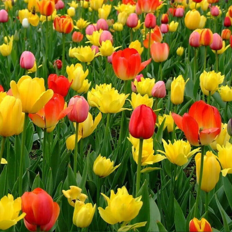 镜之月批发荷兰郁金香种球 郁金香种子观花植物阳台盆栽耐寒多 郁金香