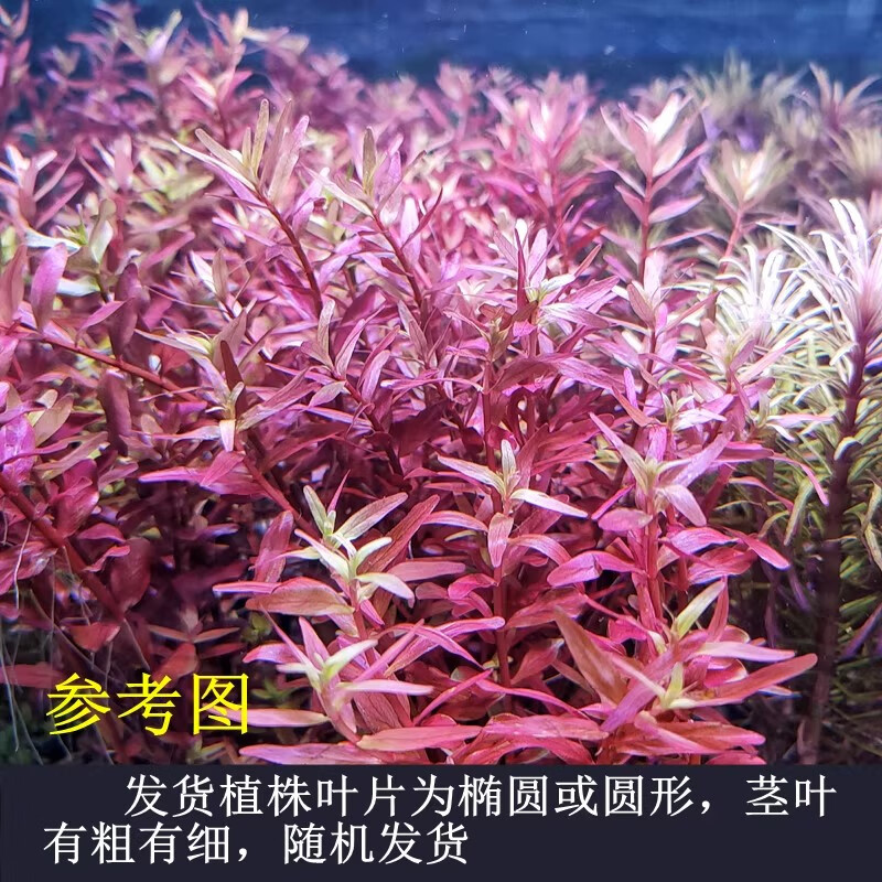 活体淡水鱼缸水族箱装饰增氧中后景水草造景植物套餐 粉红宫廷5棵一份