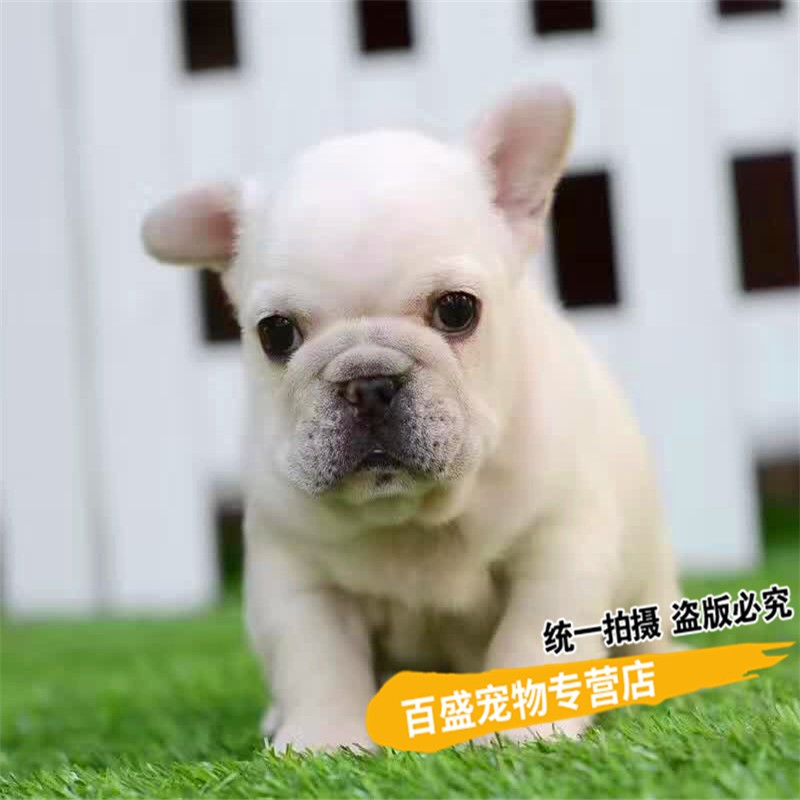 别态萌赛级双血统法国斗牛犬幼犬纯种宠物狗 出售奶油白色法斗活体