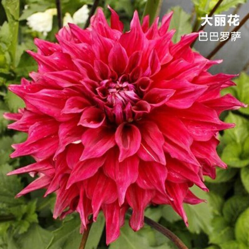 批发多年生地瓜花种球 重瓣种球 庭院四季种植球根盆栽花卉 f1