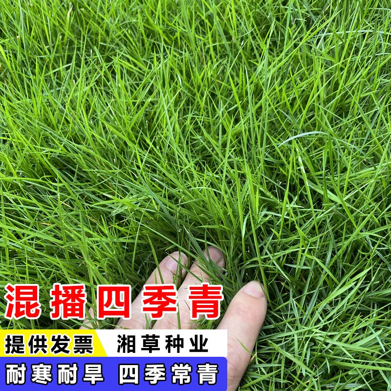 qcdd进口草坪种子草籽四季种植免修剪耐寒耐旱工程绿化矮生庭院 混播