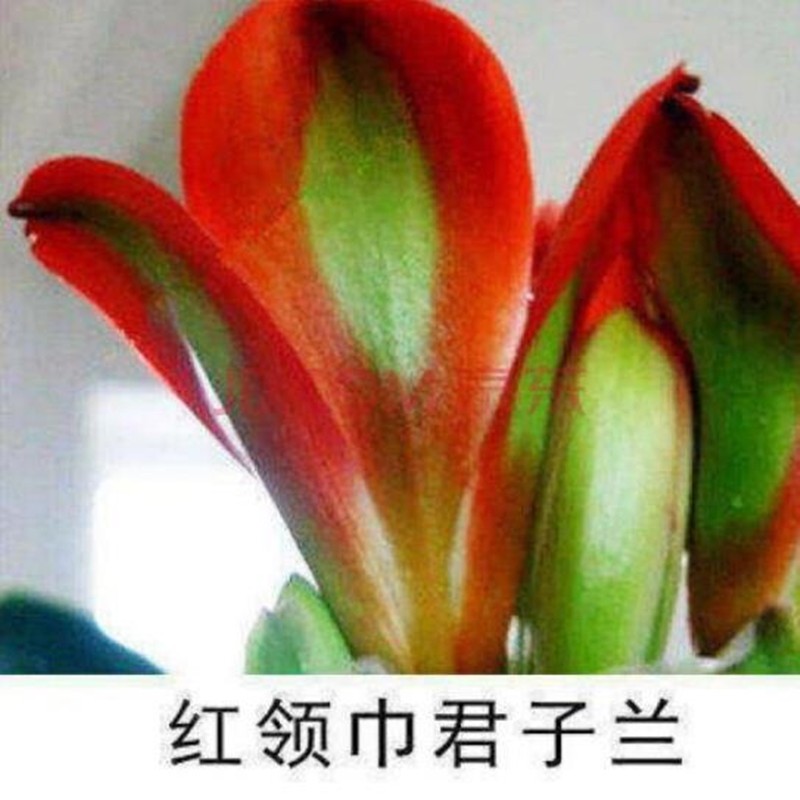君子兰苗室内绿植花卉高档植物室内盆景兰花盆栽君子兰盆栽君子兰大小
