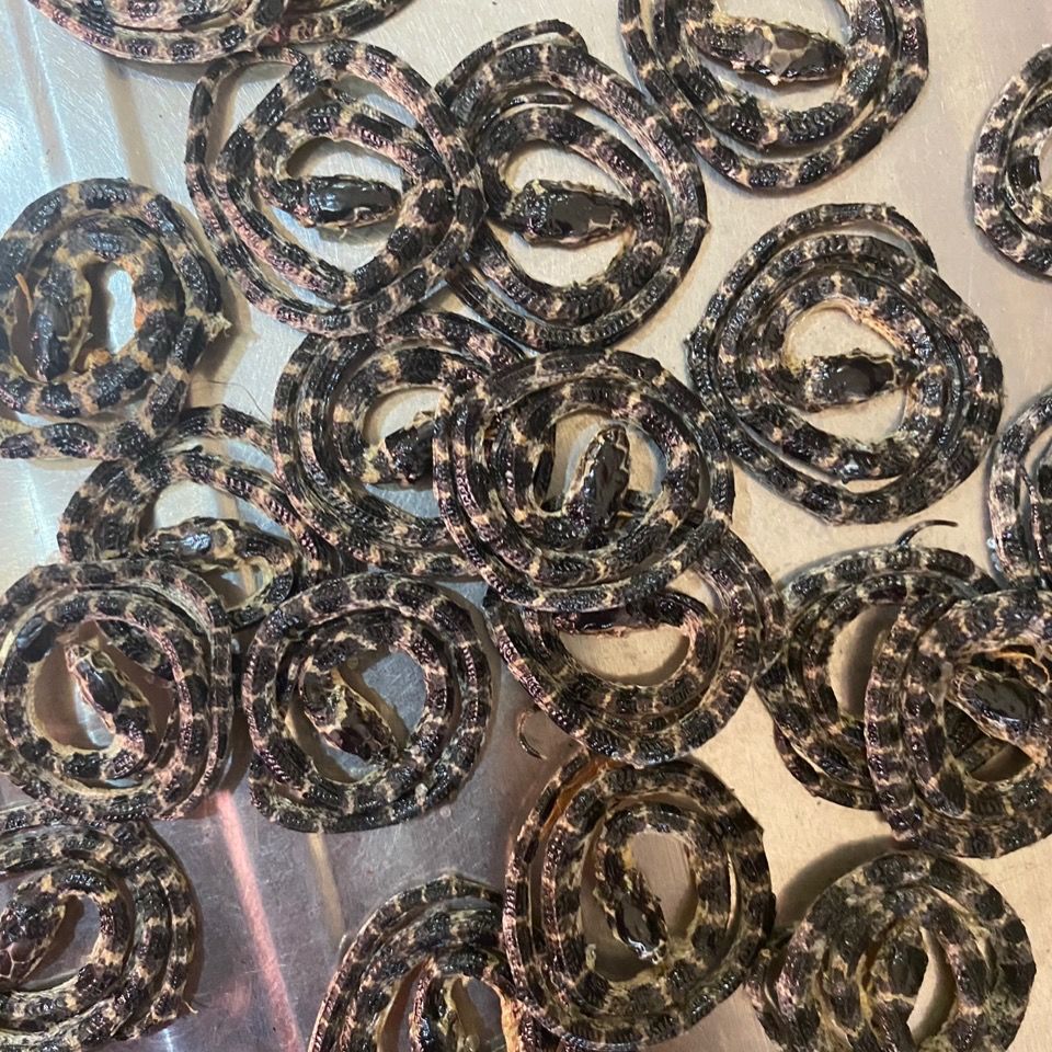 赤练蛇 火赤链 红斑蛇 燥地火链红花蛇泡酒料 长白山花盘【1条】 1条