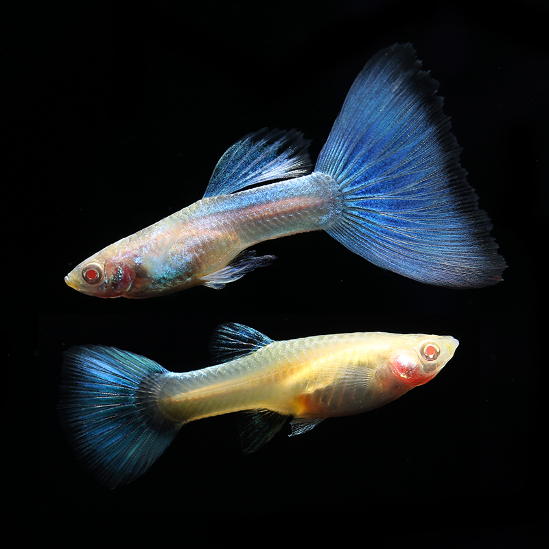 日本天空蓝精品孔雀鱼 小型热带观赏兰尾礼服活体纯种鱼 公母配对