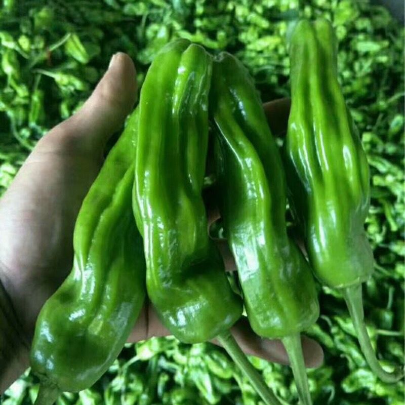 春枝韵薄皮辣椒种子 灯笼椒四季播种阳台盆栽辣椒种子高产早熟蔬菜