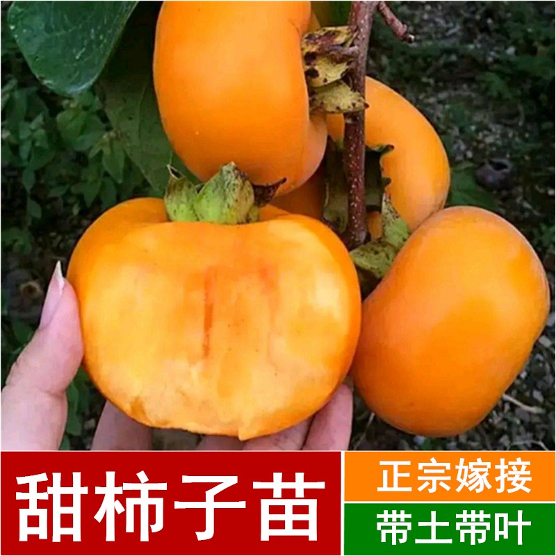 苗当年结果南方北方种植柿子苗树苗嫁接苗甜脆柿子带原土发货一棵也发