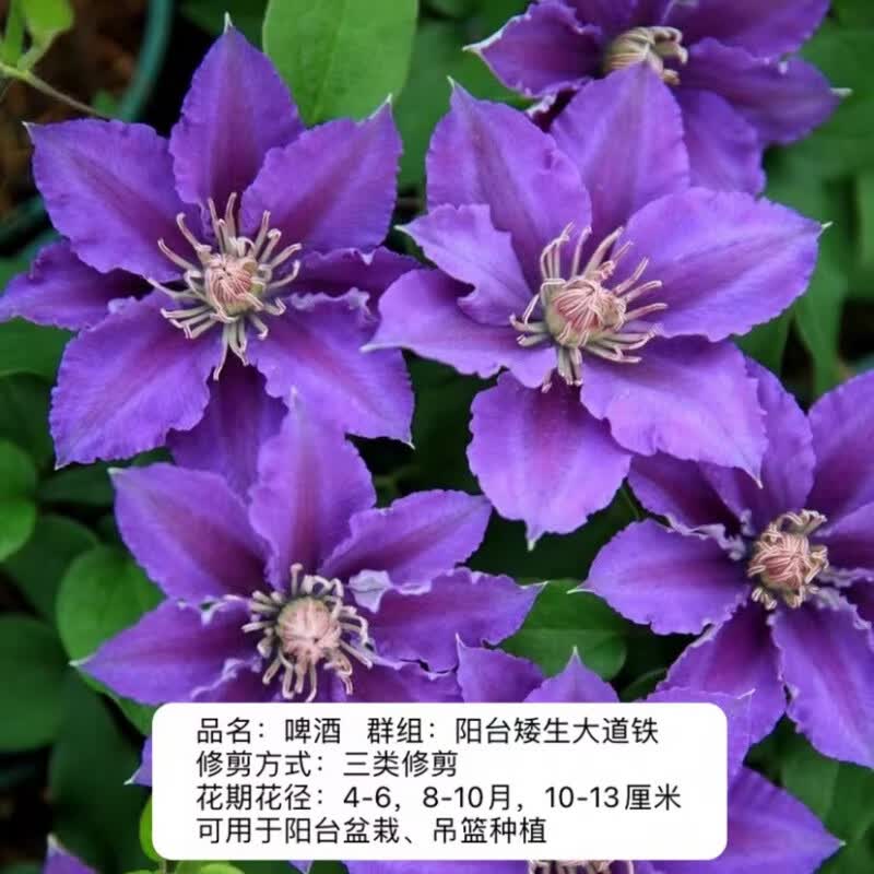 醉春木帅帅园艺啤酒大道矮生铁线莲株型紧凑阳台盆栽垂吊耐热开花