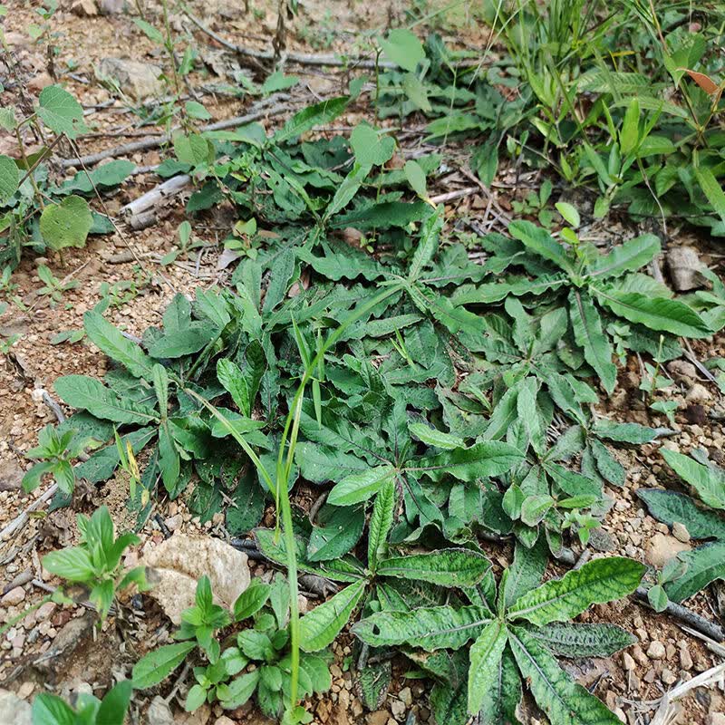 东居堂新货地胆头干货新鲜晒干矮脚地胆头草根煲汤料凉茶 精选野生地胆头带泥 250g