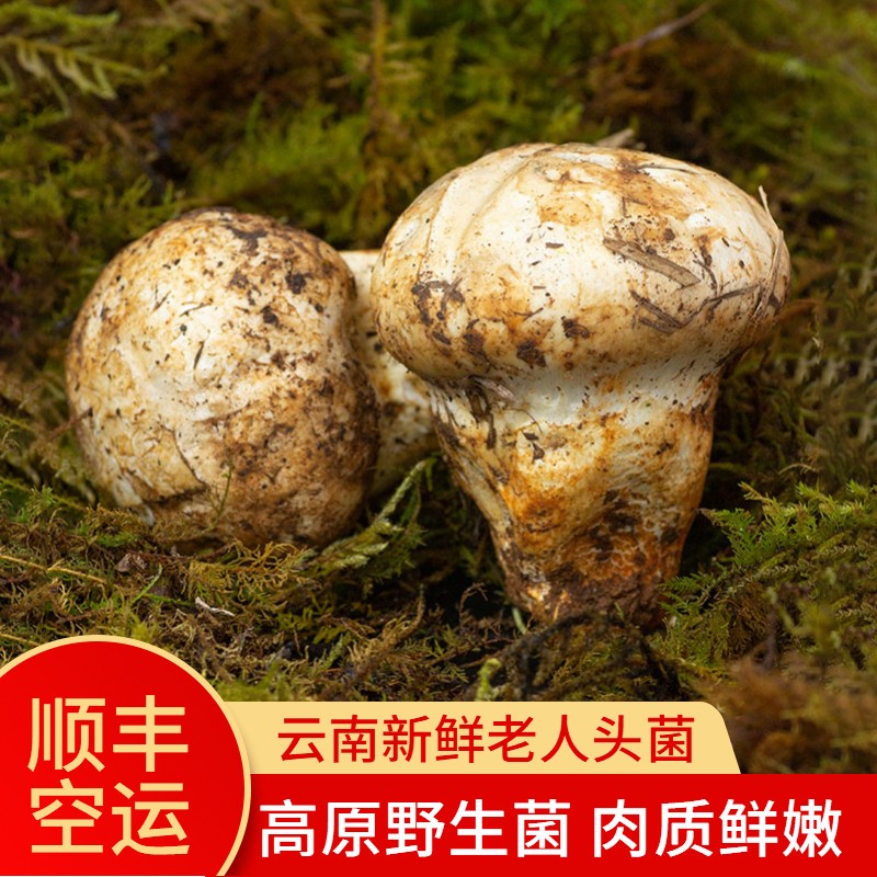 【顺丰空运】云南野生菌 新鲜老人头菌 新鲜蘑菇食用菌 精选不开伞