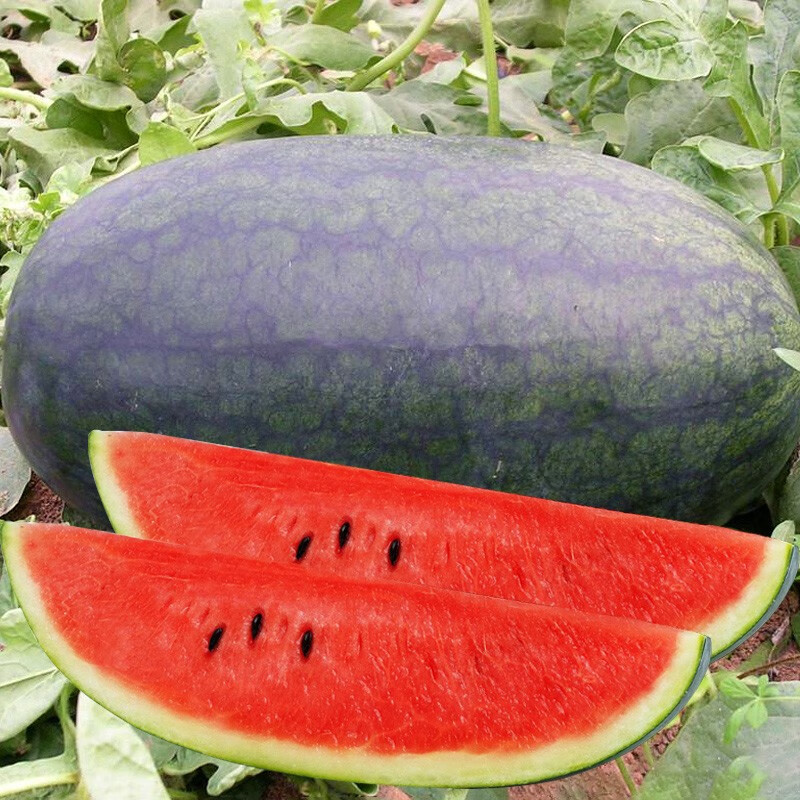 神禾 特甜西瓜种子苗南方春季8424麒麟瓜盆栽种植 大果黑美人种子20粒