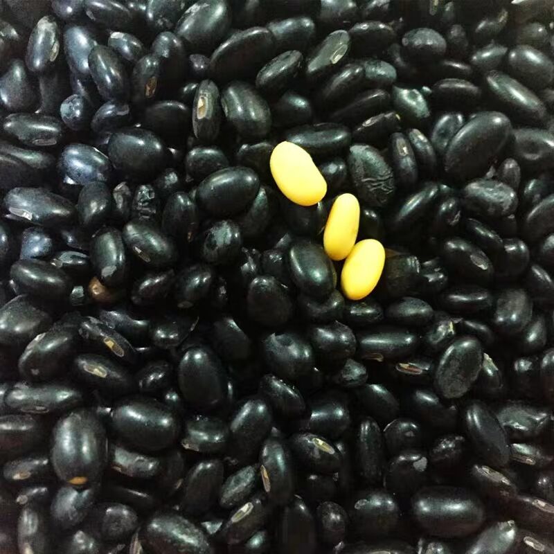 向南飞圆形新黄芯小黑豆农家东北自产豆浆黑豆黄心黑小豆 【一斤装】