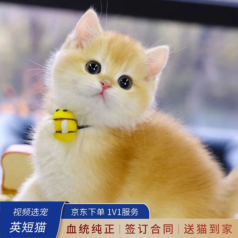 喵然心动 纯种短毛猫金渐层幼猫银渐层猫咪活体蓝金蓝白大脸猫活泼粘人猫 宠物级 【金渐层猫】使用感如何?