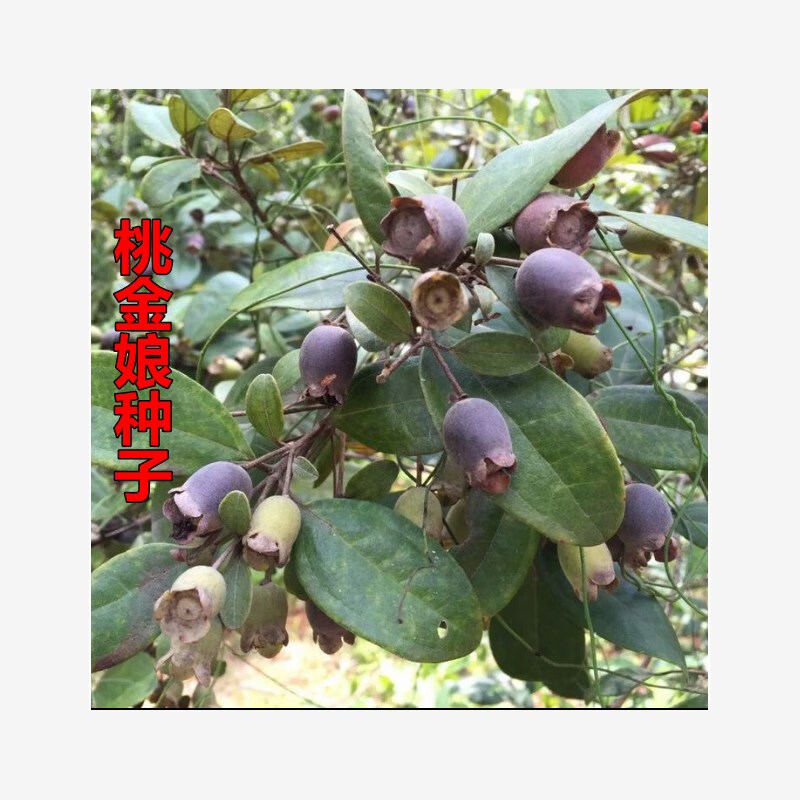 元冬桃金娘种子哆尼仲尼山菍多莲当梨根桃舅娘当泥稔子树种林木树苗籽