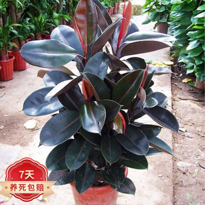 ������Ƥ������ ��Ƥ���ڽ�����Ի��������������Ҷ��Ҷ��ֲ�� 40-50���ָ�1�� ������ 35Ԫ