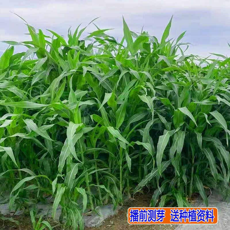 高丹王草种子四季养牛羊鹅猪兔喂鱼草种再生大力士甜高粱牧草种子 高丹王草种子4斤【实发5斤】