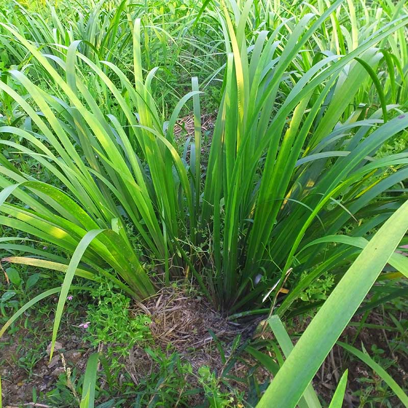 姒桀贵州 山奈 五香草 茴香菖蒲山赖随手香三奈 山萘去腥香料带根盆栽